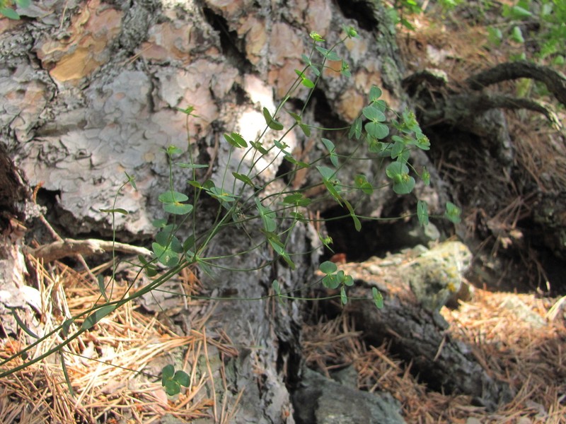 Euphorbia subtilis photo 2