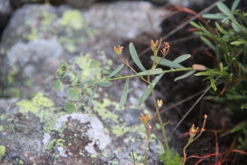 Euphorbia subtilis photo 3