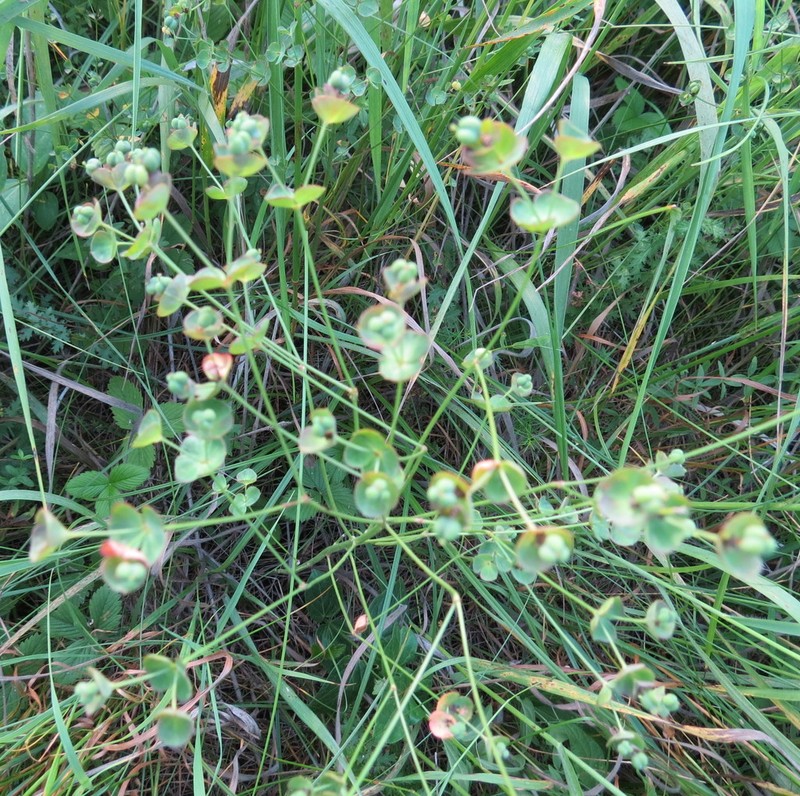 Euphorbia subtilis photo 4