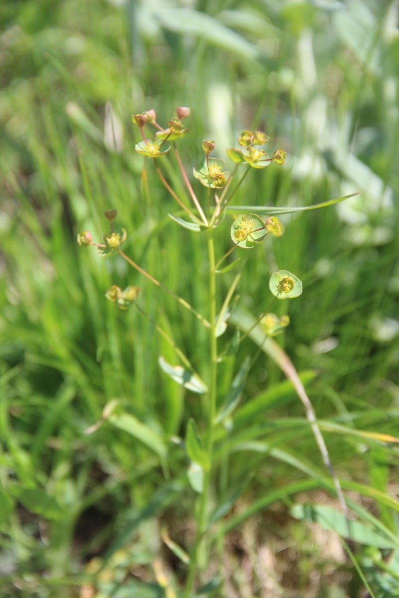 Euphorbia subtilis photo 5