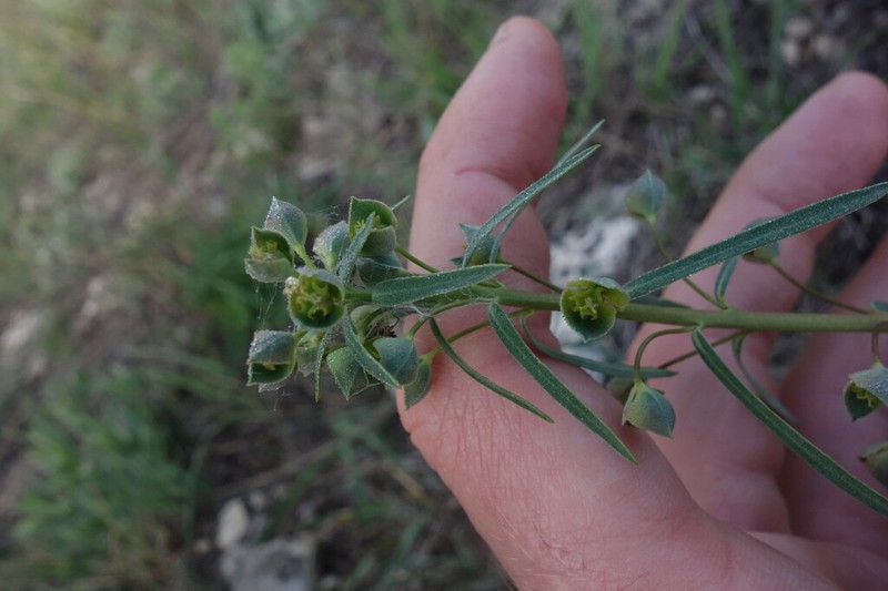 Euphorbia subtilis photo 6