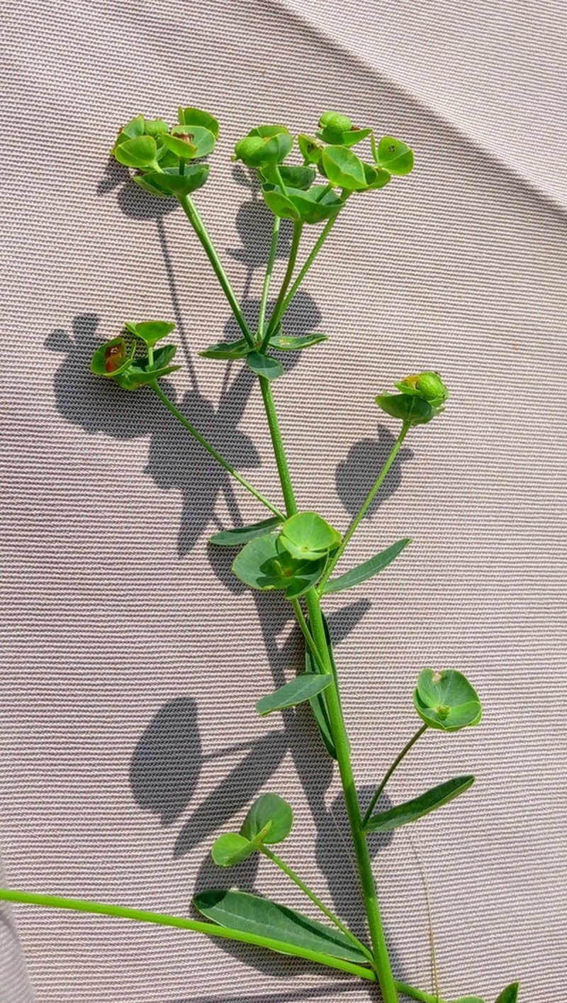 Euphorbia subtilis photo 7