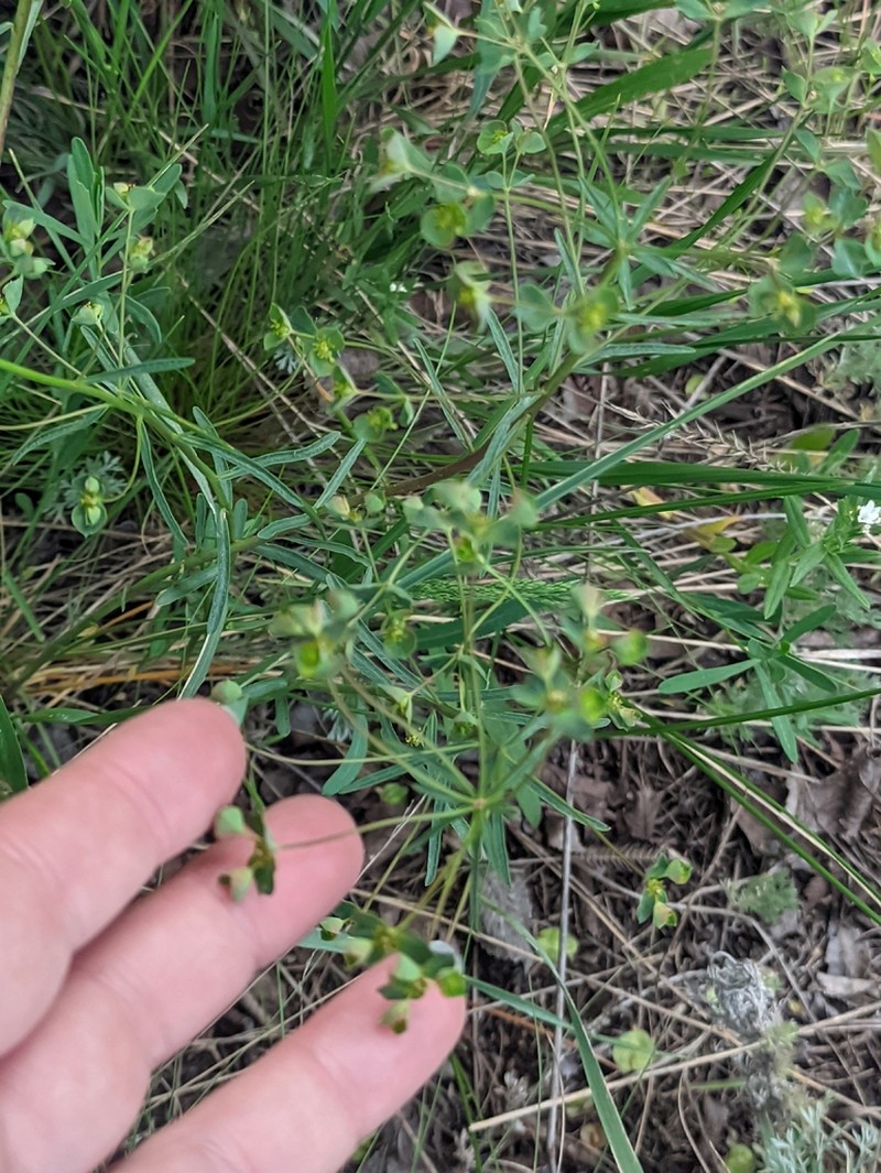 Euphorbia subtilis photo 8