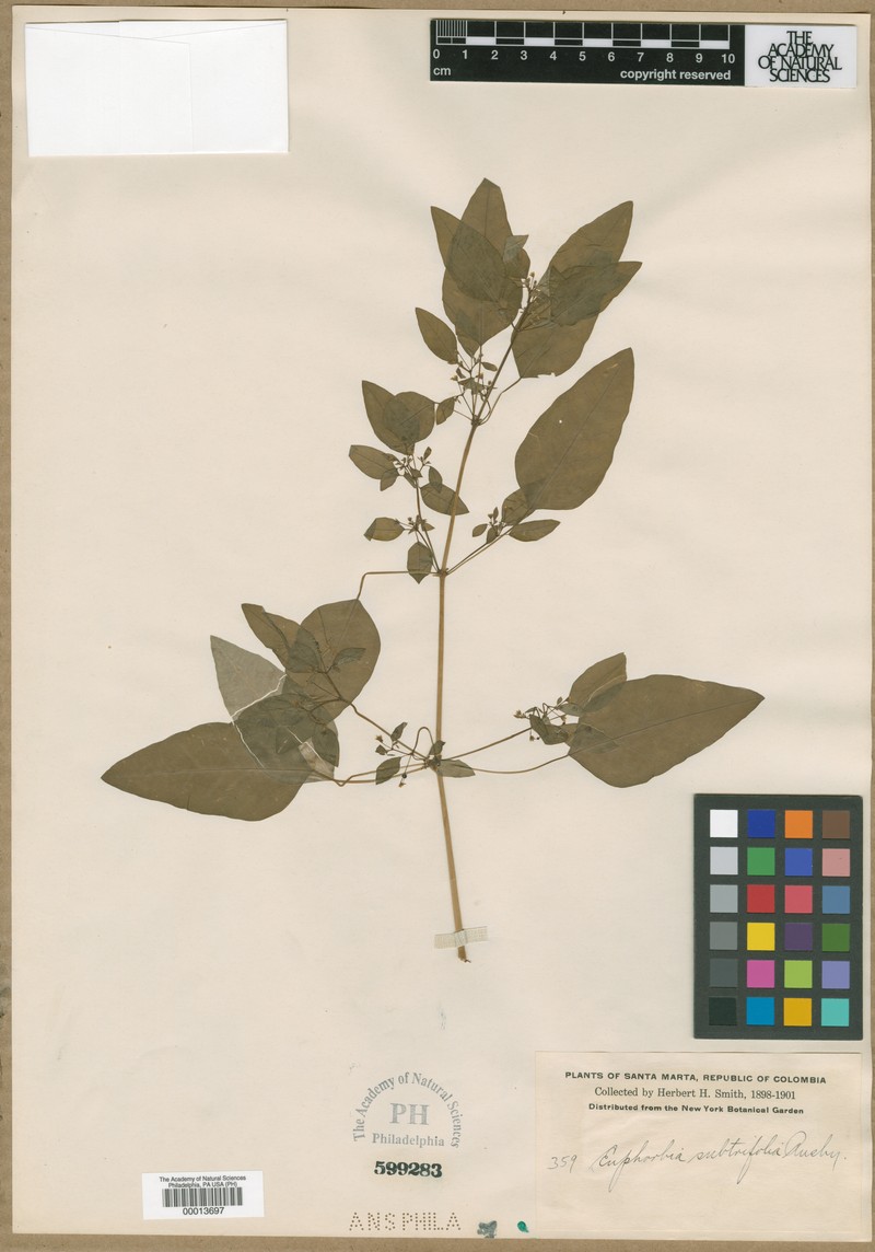 Euphorbia subtrifoliata