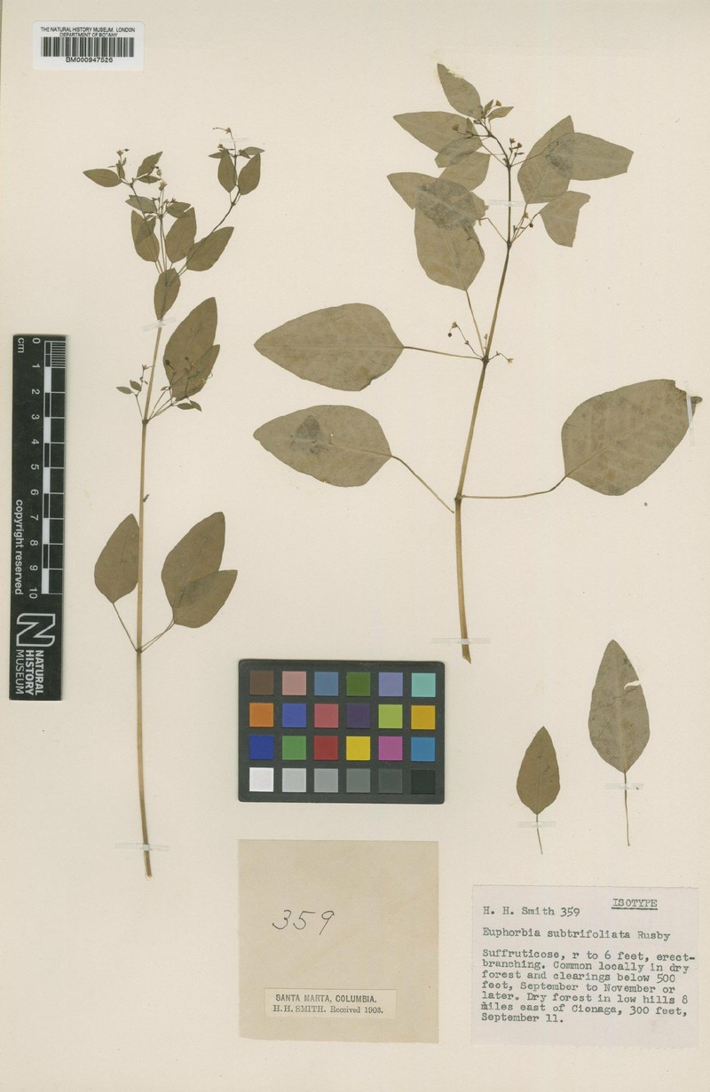 Euphorbia subtrifoliata photo 2