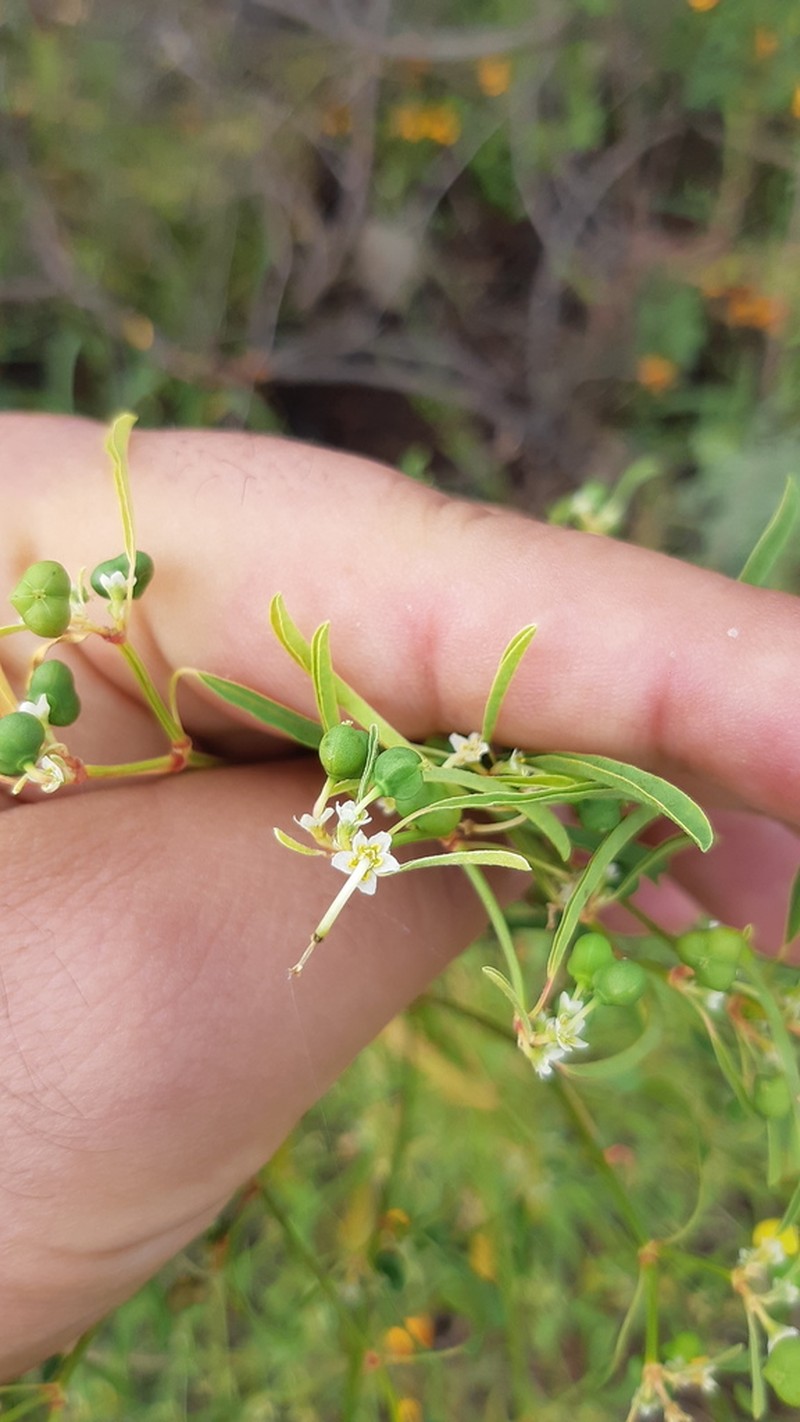 Euphorbia succedanea