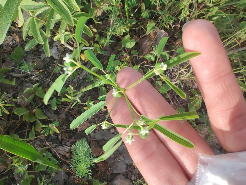 Euphorbia succedanea photo 2