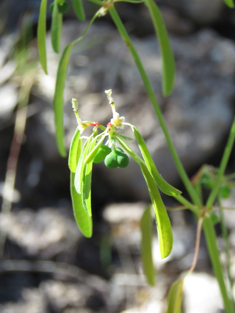 Euphorbia succedanea photo 3