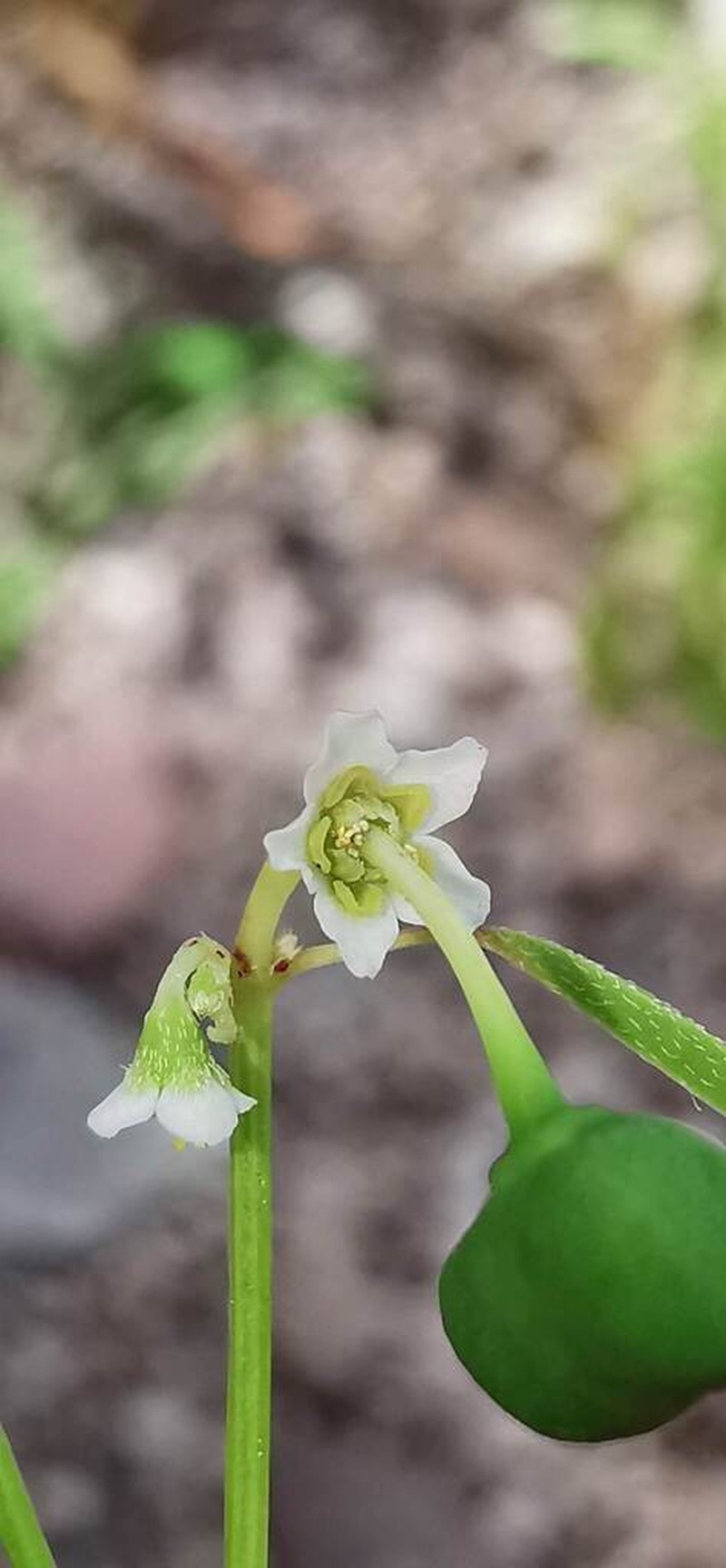 Euphorbia succedanea photo 4