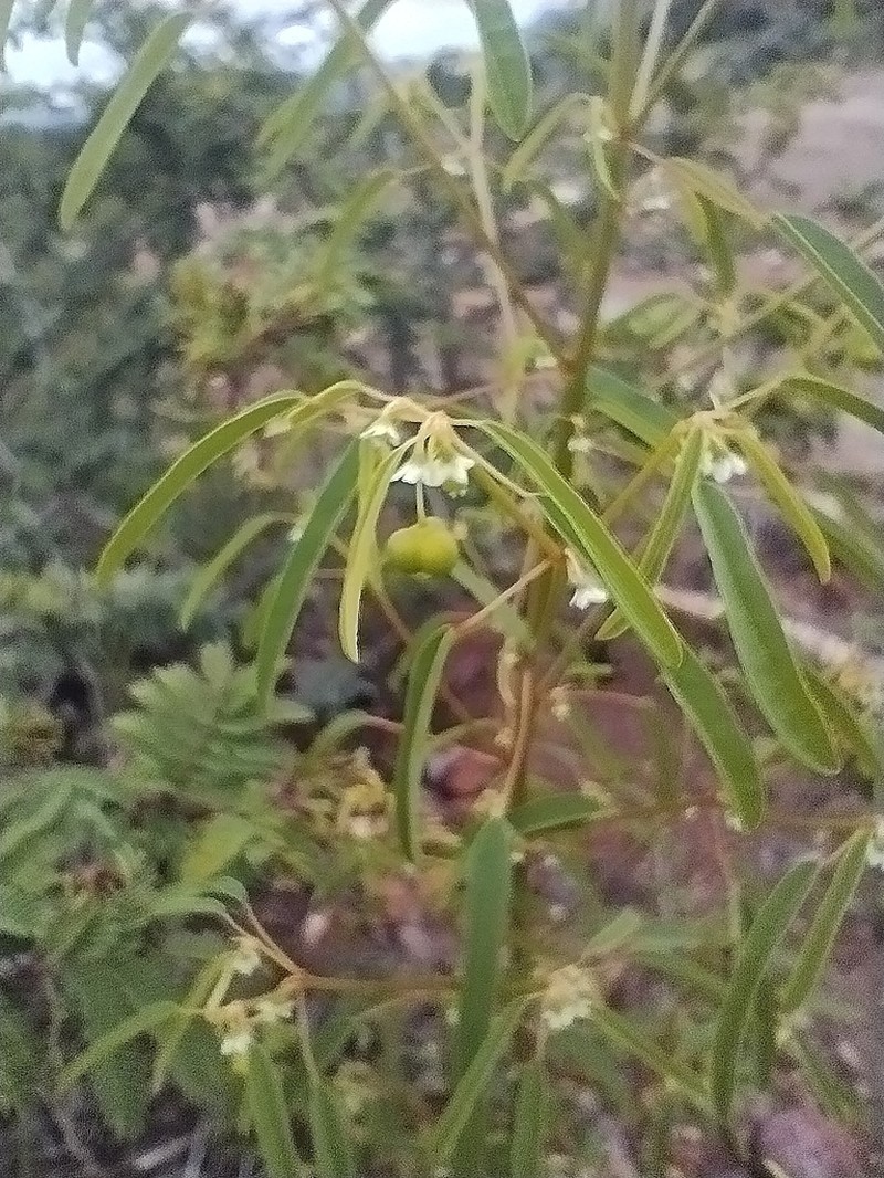 Euphorbia succedanea photo 5