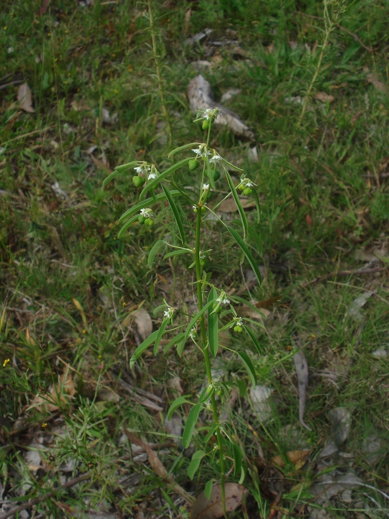 Euphorbia succedanea photo 6