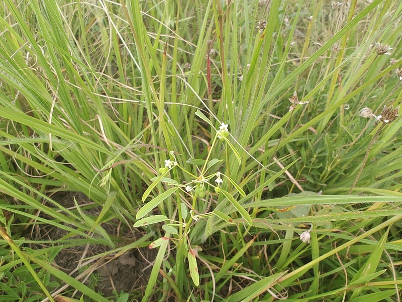 Euphorbia succedanea photo 8