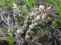 Euphorbia succulenta