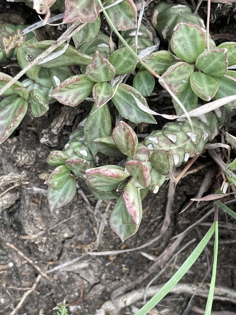 Euphorbia succulenta photo 2