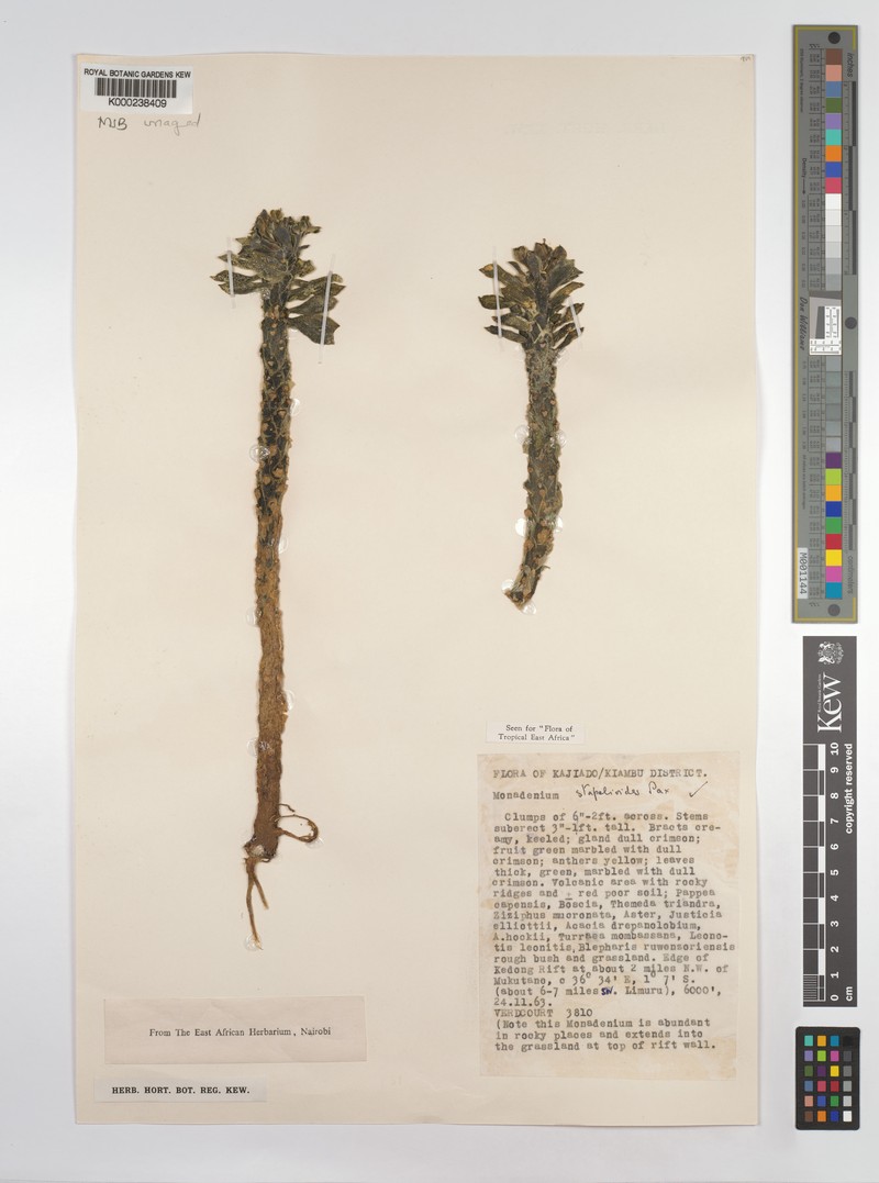 Euphorbia succulenta var. succulenta photo 5