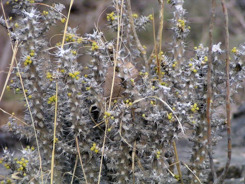 Euphorbia sudanica photo 2