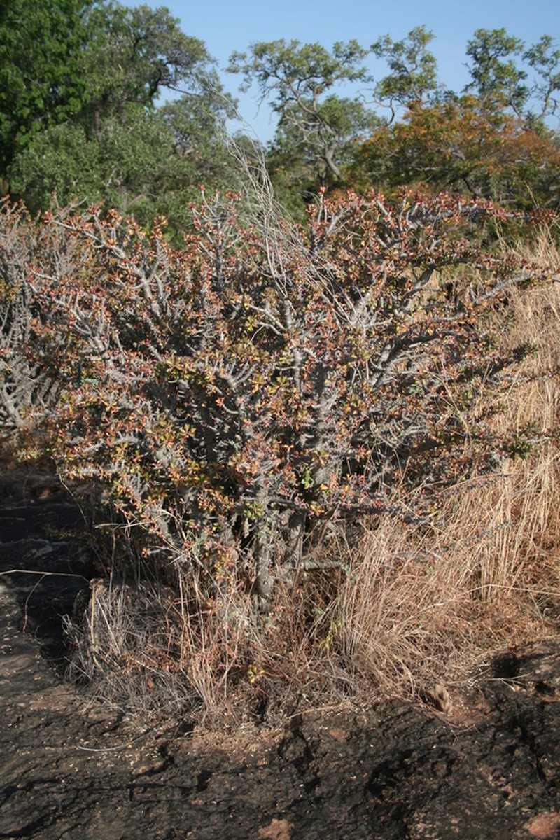 Euphorbia sudanica photo 3