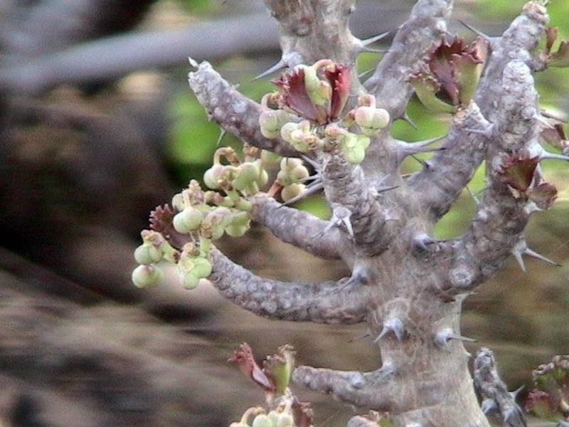 Euphorbia sudanica photo 5