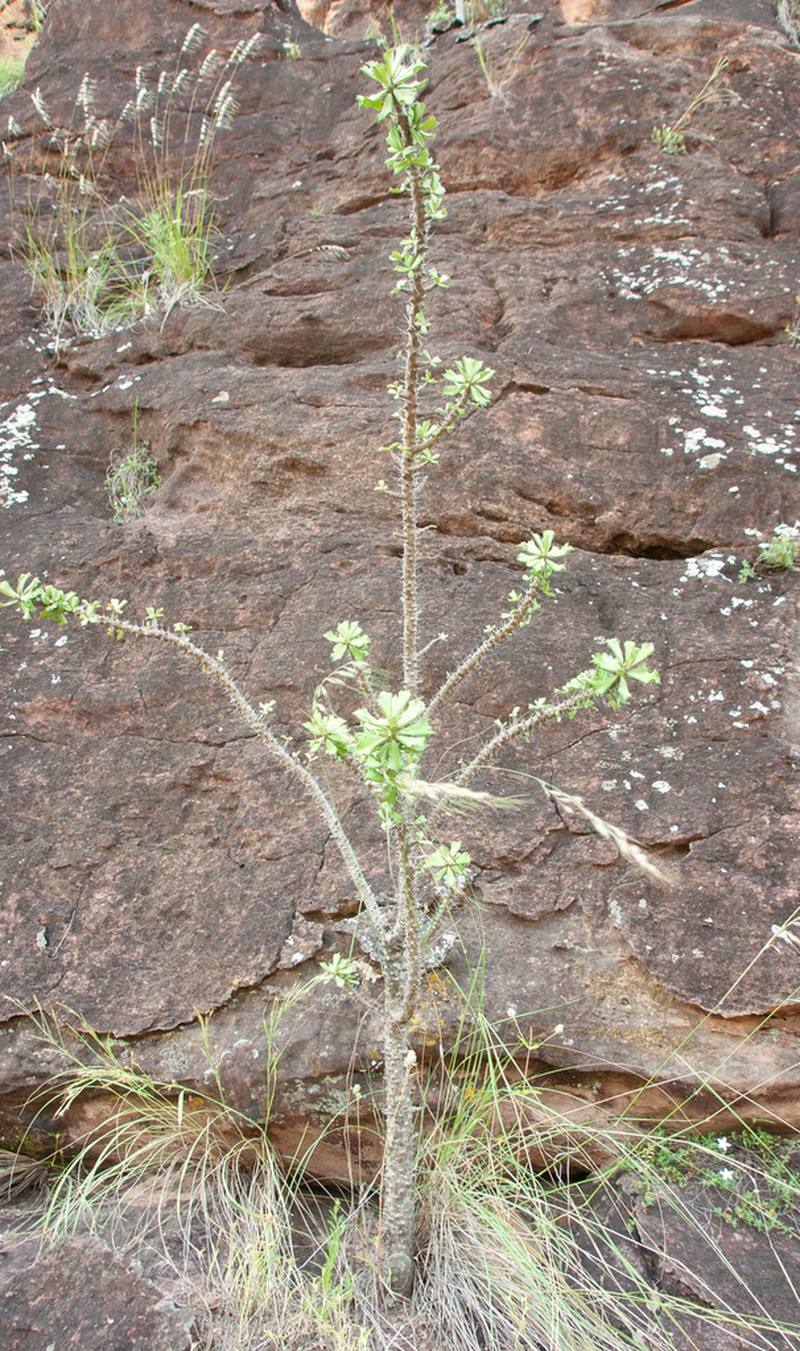 Euphorbia sudanica photo 6