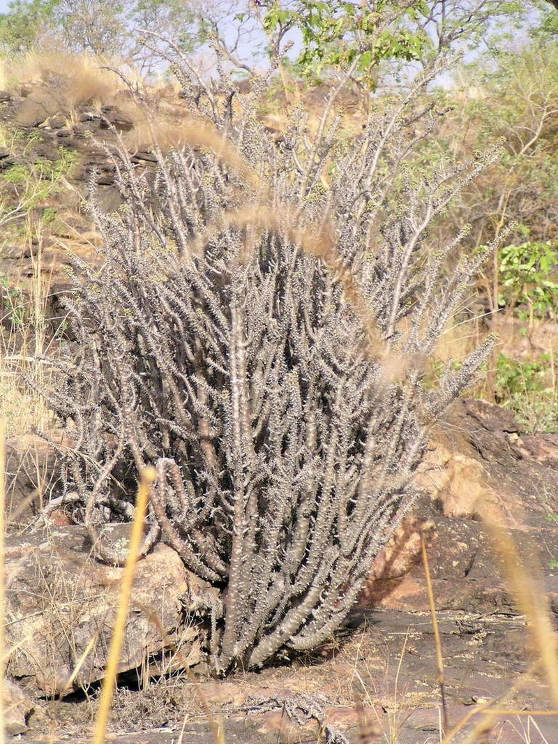 Euphorbia sudanica photo 7
