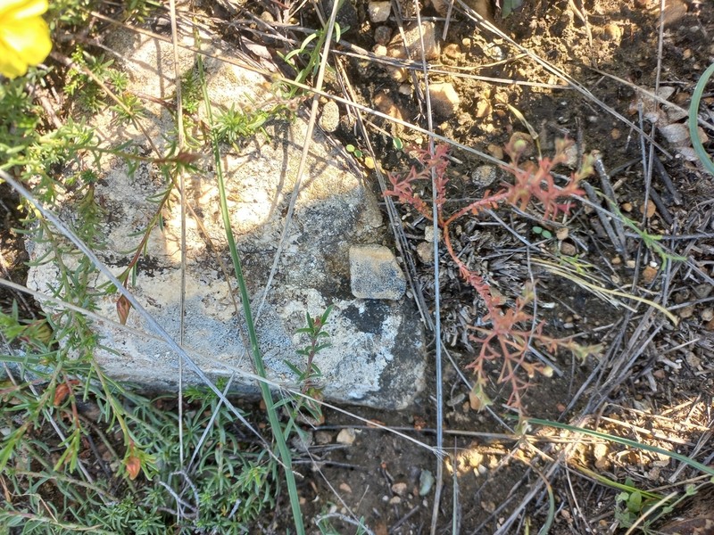 Euphorbia sulcata