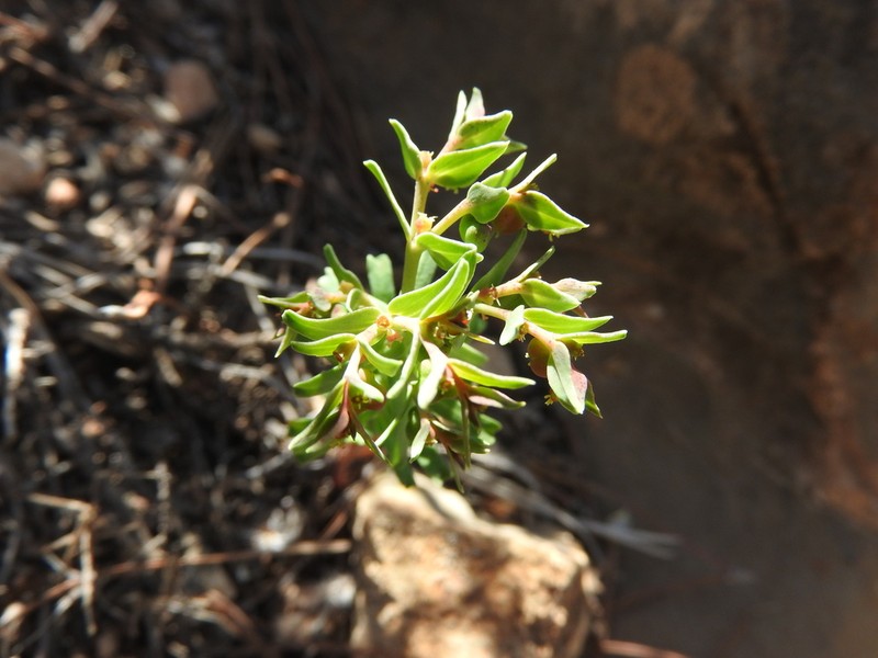 Euphorbia sulcata photo 2