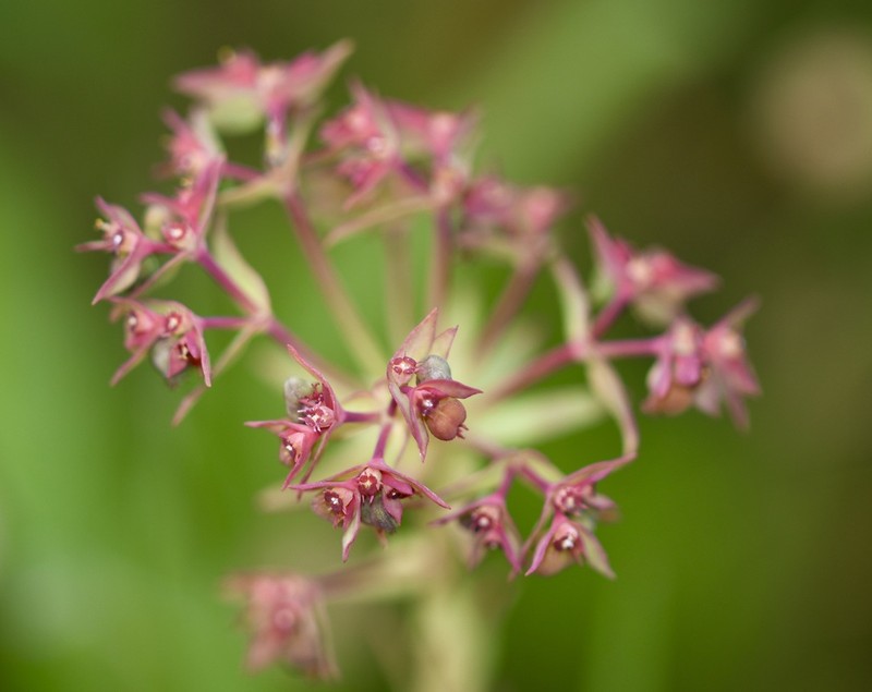 Euphorbia sulcata photo 4