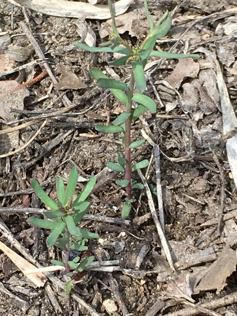 Euphorbia sulcata photo 5