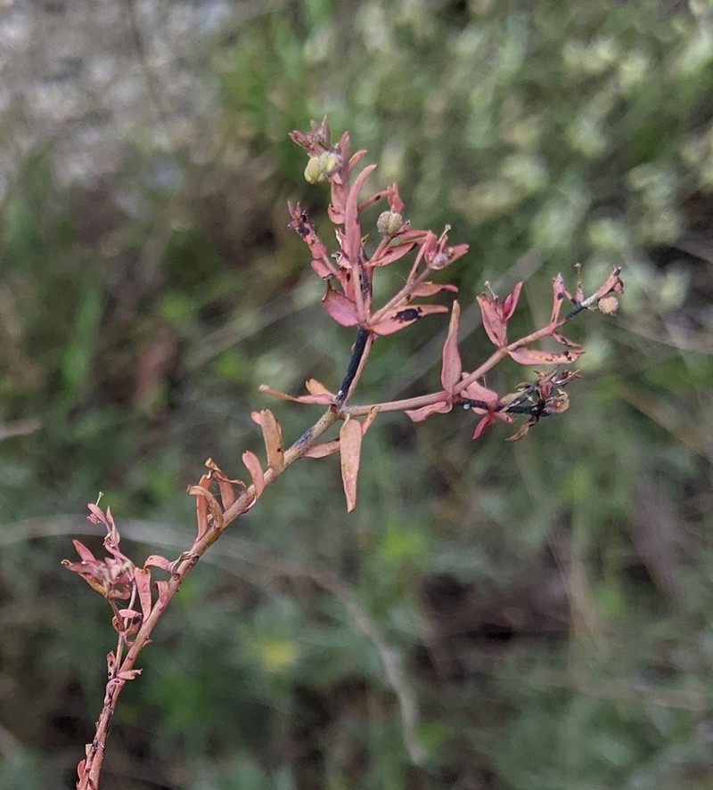 Euphorbia sulcata photo 6