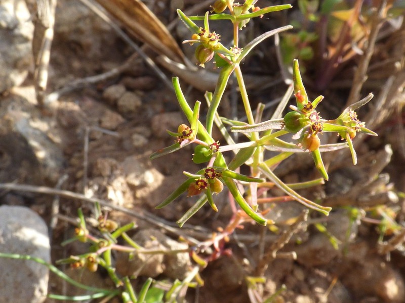 Euphorbia sulcata photo 7