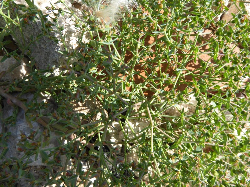 Euphorbia sulcata photo 8