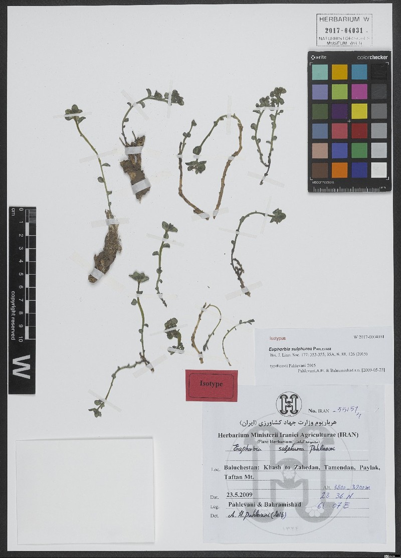 Euphorbia sulphurea