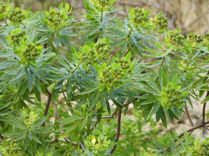 Euphorbia sultan-hassei