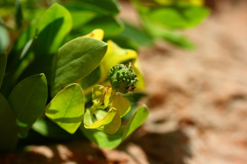Euphorbia sultan-hassei photo 2
