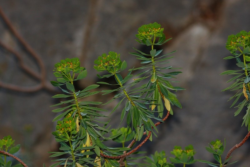 Euphorbia sultan-hassei photo 4