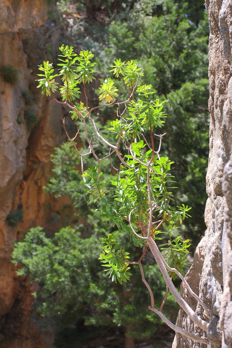 Euphorbia sultan-hassei photo 5