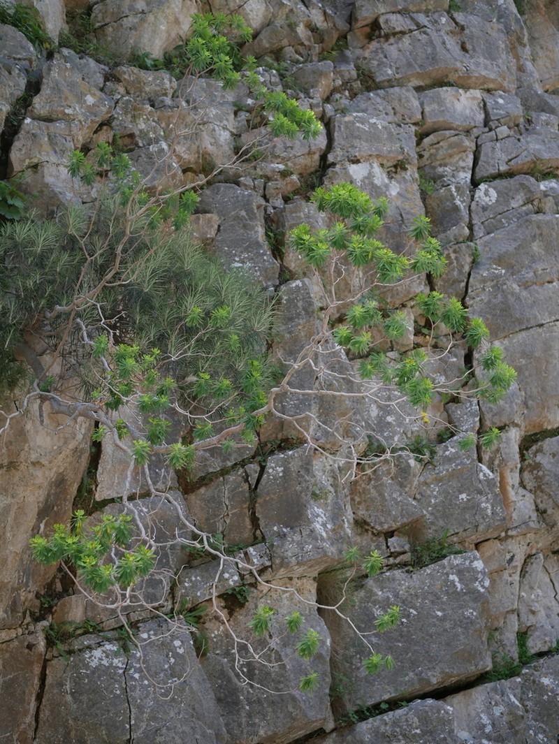 Euphorbia sultan-hassei photo 7