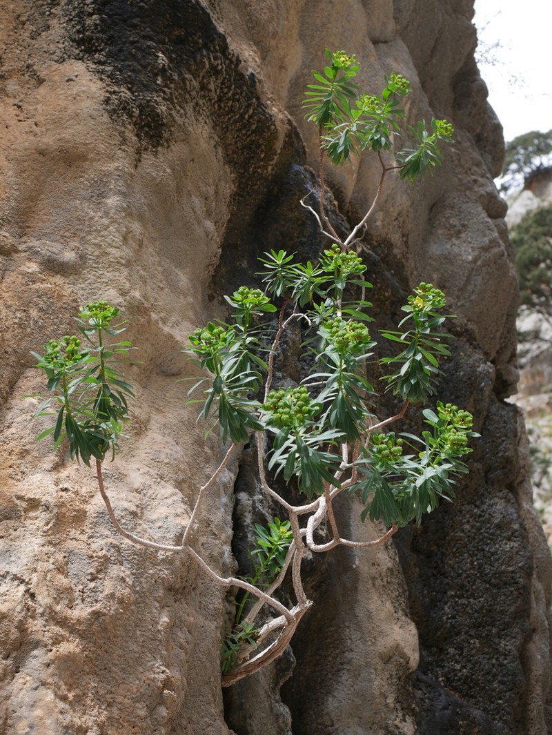 Euphorbia sultan-hassei photo 8