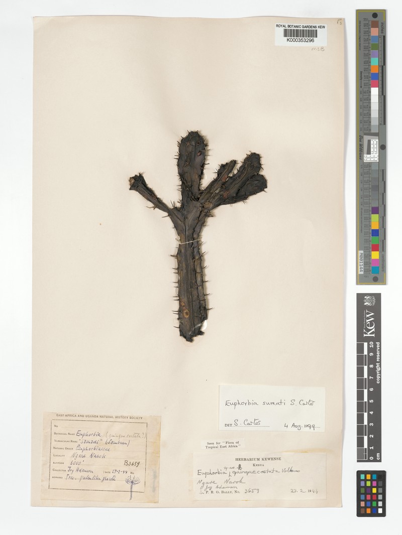 Euphorbia sumati photo 4