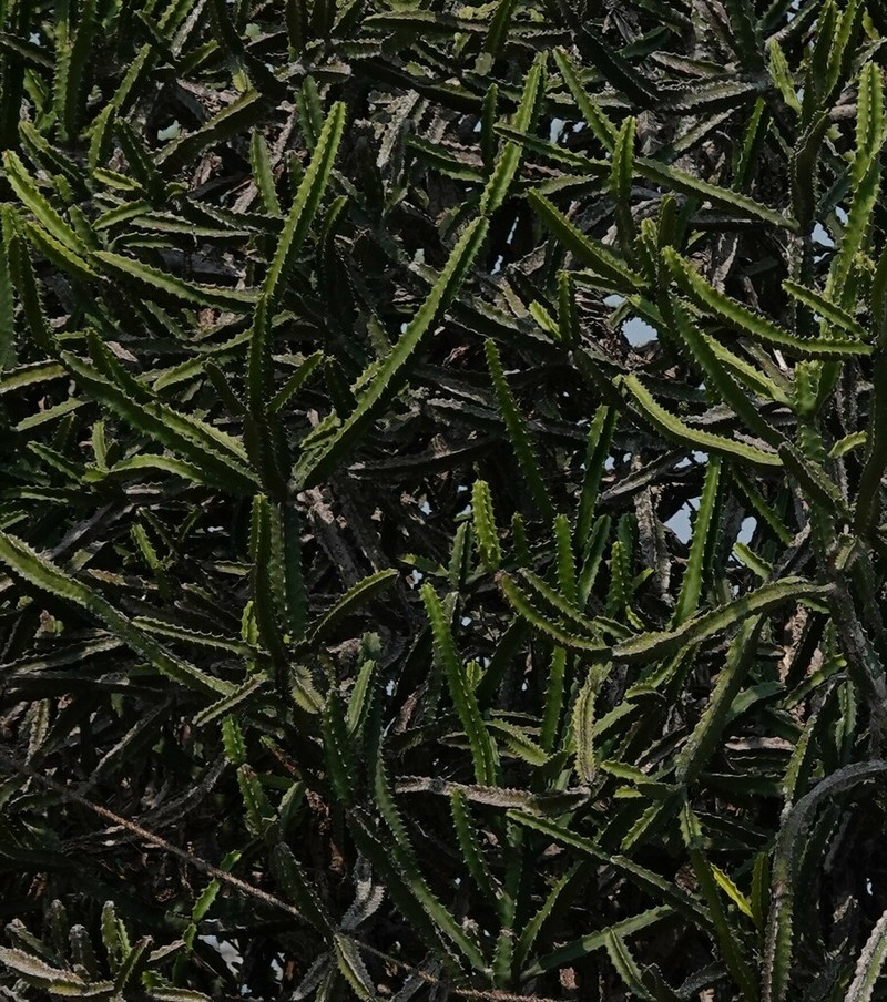 Euphorbia susan-holmesiae