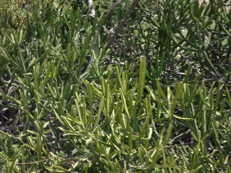 Euphorbia susan-holmesiae photo 2