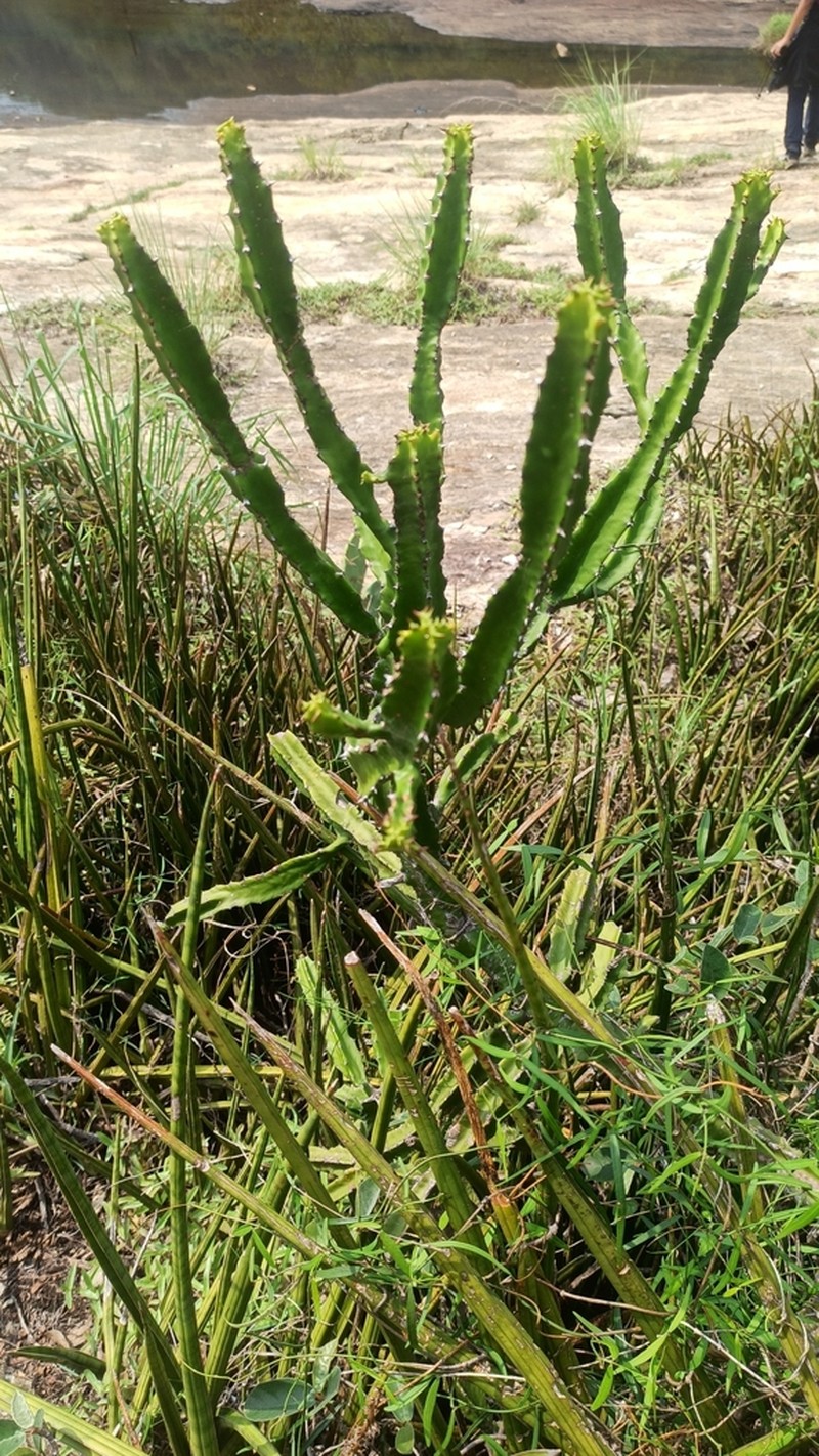 Euphorbia susan-holmesiae photo 3