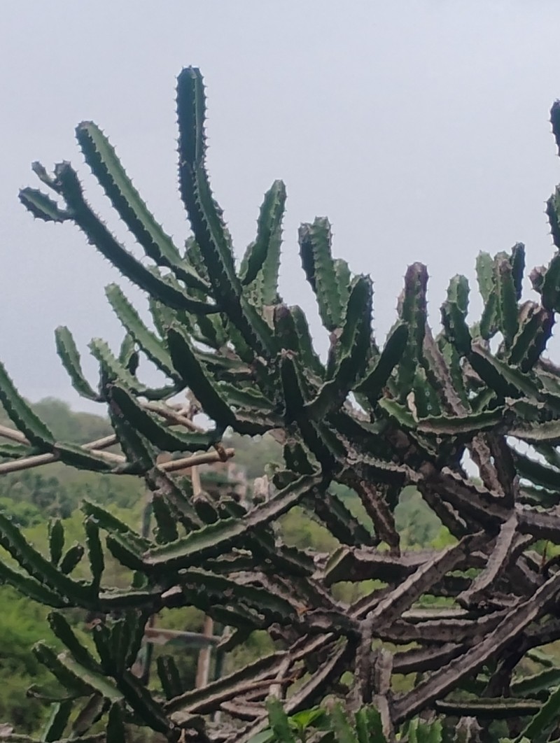 Euphorbia susan-holmesiae photo 4