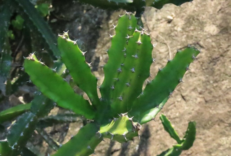 Euphorbia susan-holmesiae photo 5