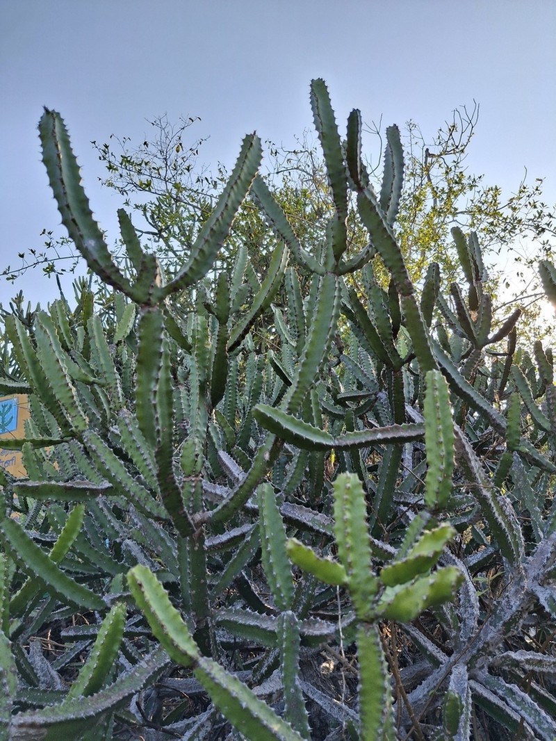 Euphorbia susan-holmesiae photo 6