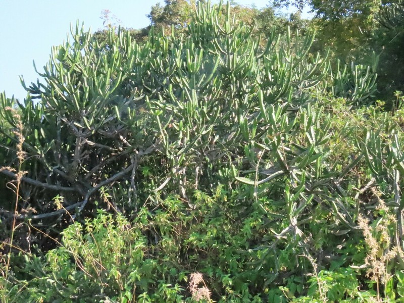 Euphorbia susan-holmesiae photo 7