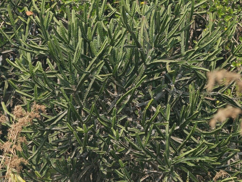 Euphorbia susan-holmesiae photo 8
