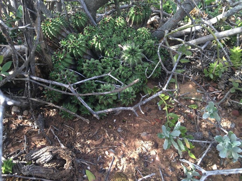 Euphorbia susannae photo 2