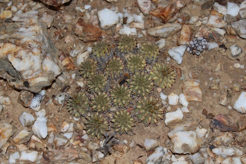 Euphorbia susannae photo 3