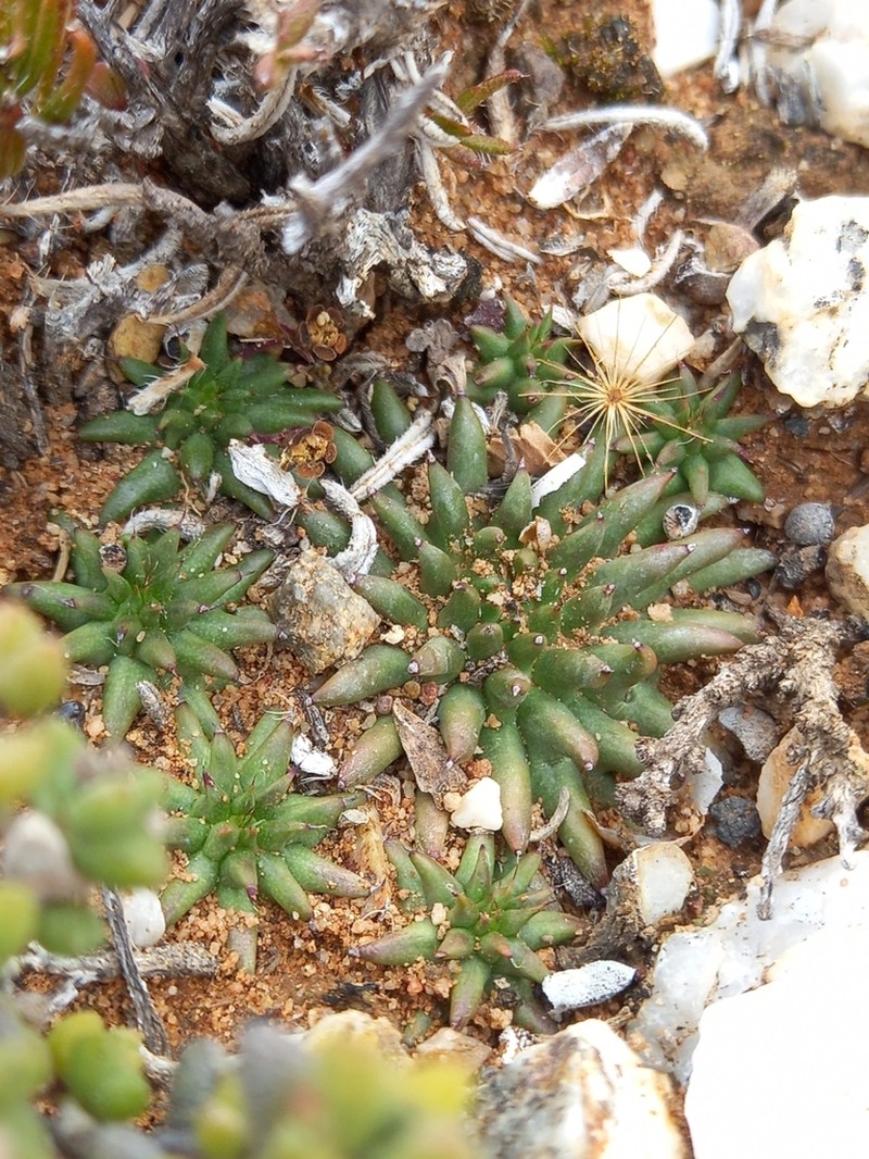 Euphorbia susannae photo 4